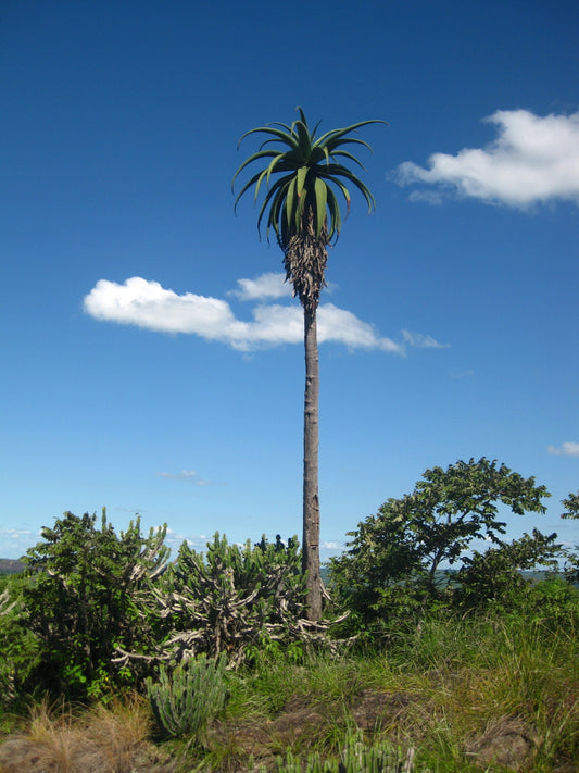 Høj og flot eksemplar af Zimbabwe Aloe (Aloe excelsa)