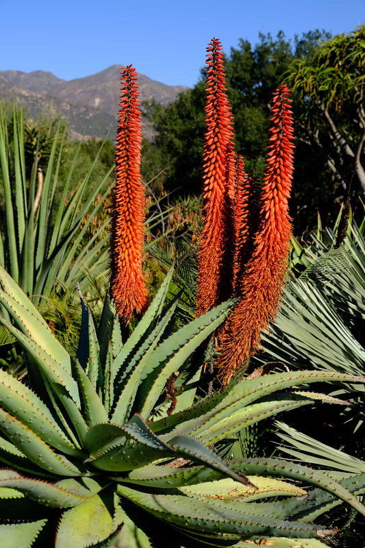 De røde blomsterstande hos bitter aloe (Aloe ferox)