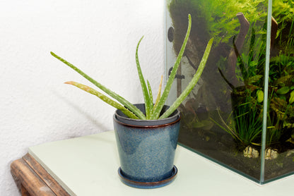 læge-Aloe (Aloe vera) | plante