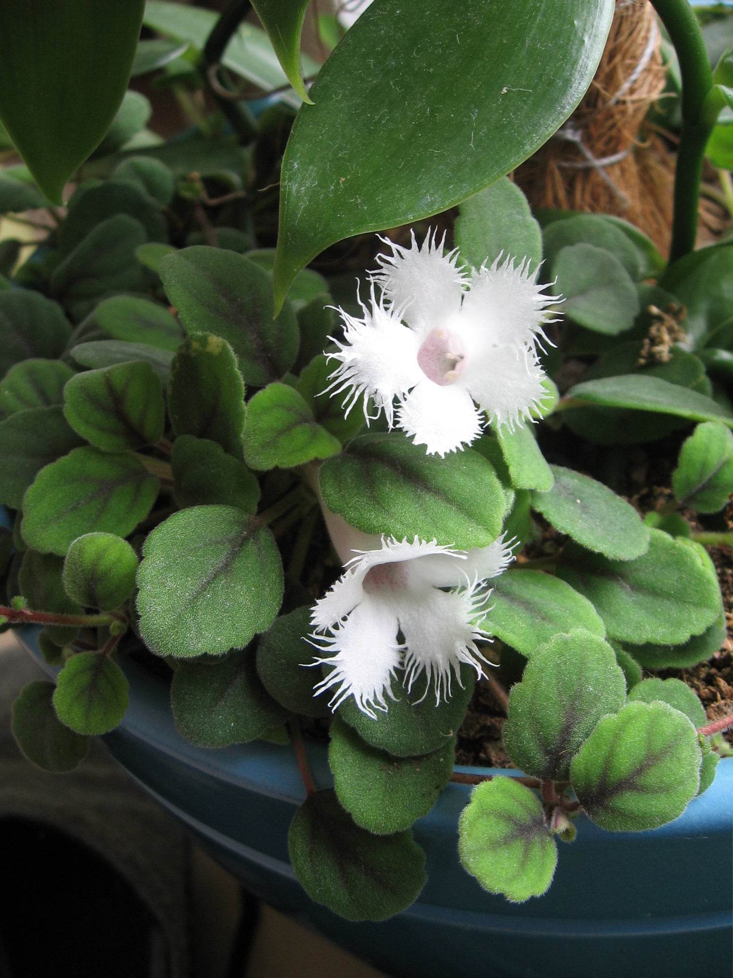 Fin hvidblomstrende lille plante