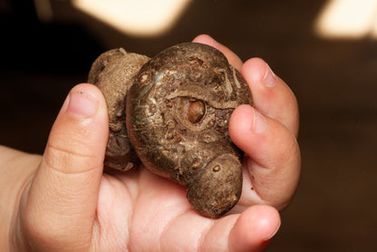 Hvid voodoolilje knolde (Amorphophallus albus)