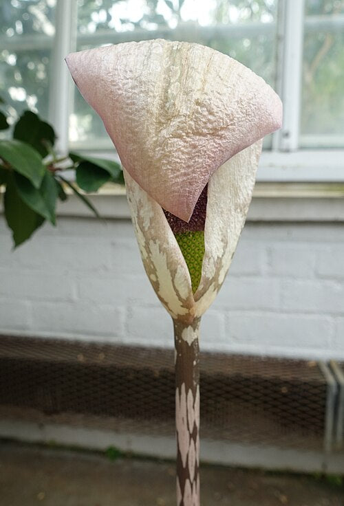 Blomsten af Yunnan voodoolilje (Amorphophallus yunnanensis)
