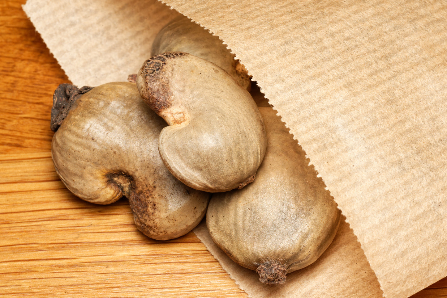 Frø fra Cashew - Rød frugtet (Anacardium occidentale "Red Fruit")