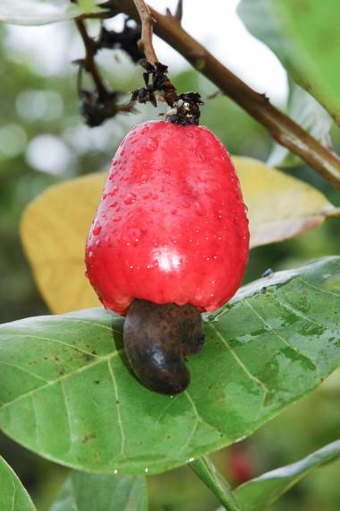 Cashew - Rotfrüchtig (Anacardium occidentale "Red Fruit") | Samen, 3 Stk.