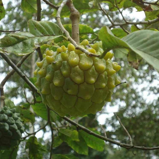 Frugt af Duftende sukkeræble (Annona edulis)