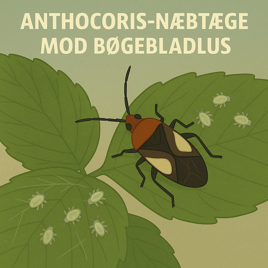Fin illustration af Anthocoris-næbtæge i nogle bøgeblade med bøgebladlus