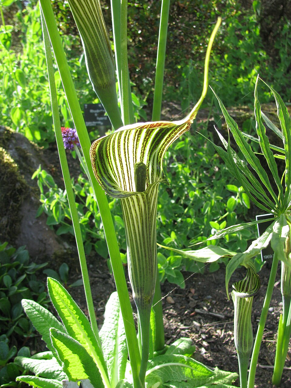 Kobralilje (Arisaema ciliatum) blomst