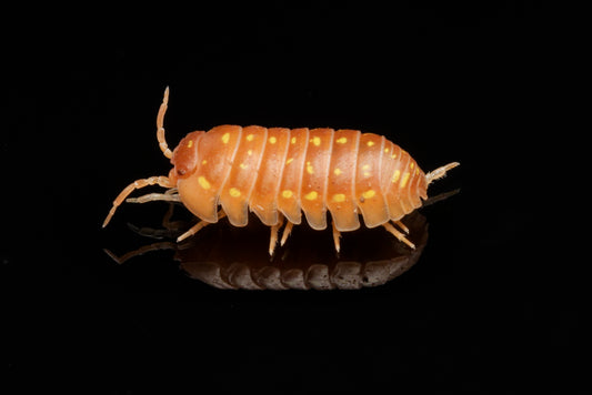 Orange korfu-bænkebider (Armadillidium frontetriangulum "Orange") set fra siden på sort baggrund