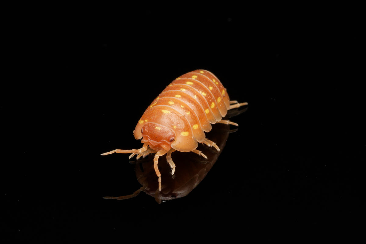 Nærbillede af Orange korfu-bænkebider (Armadillidium frontetriangulum "Orange")