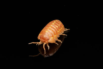 Nærbillede af Orange korfu-bænkebider (Armadillidium frontetriangulum "Orange")