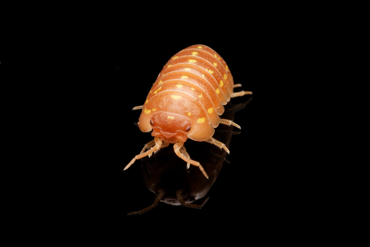 Orange korfu-bænkebider (Armadillidium frontetriangulum "Orange") på sort baggrund