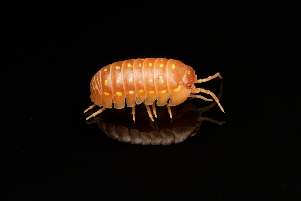 Orange korfu-bænkebider (Armadillidium frontetriangulum "Orange") set fra siden