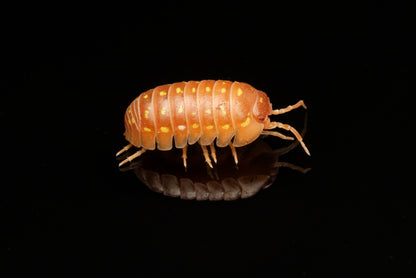 Orange korfu-bænkebider (Armadillidium frontetriangulum "Orange") set fra siden