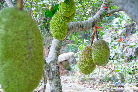 Brødfrugt (Artocarpus heterophyllus) | plante