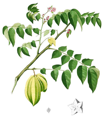 Botanisk tegning af Stjernefrugt (Averrhoa carambola)