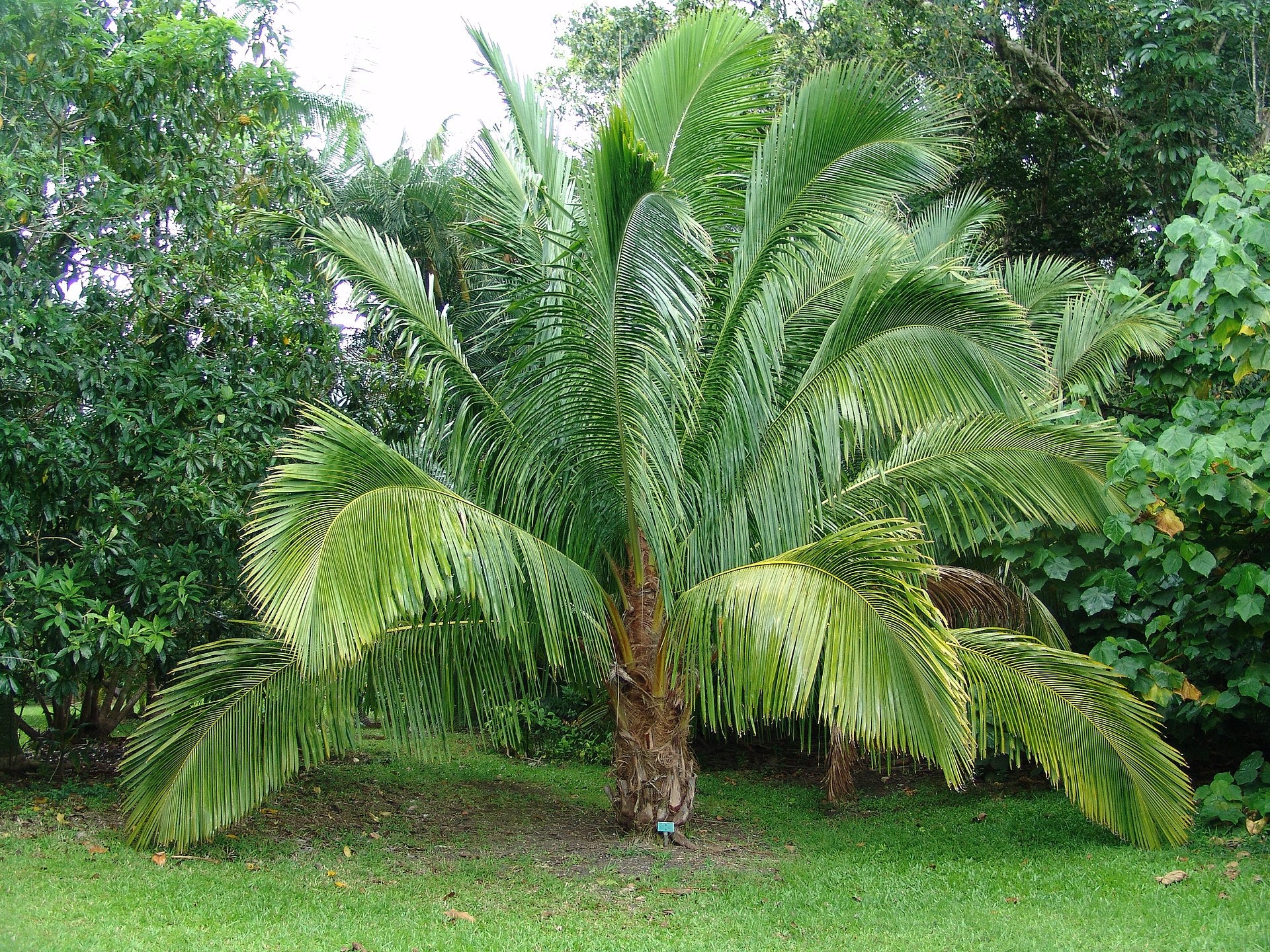 Flot ungt eksemplar af Højlands kokospalme (Beccariophoenix alfredii)