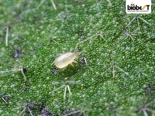 Billede af en Californicus rovmide