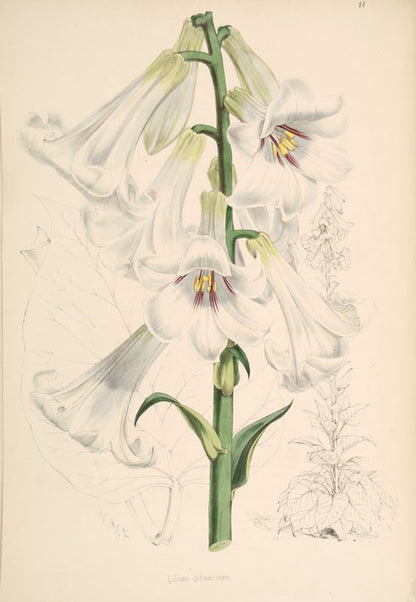 Botanisk tegning af de hvide blomster hos Kæmpehjertelilje (Cardiocrinum giganteum)