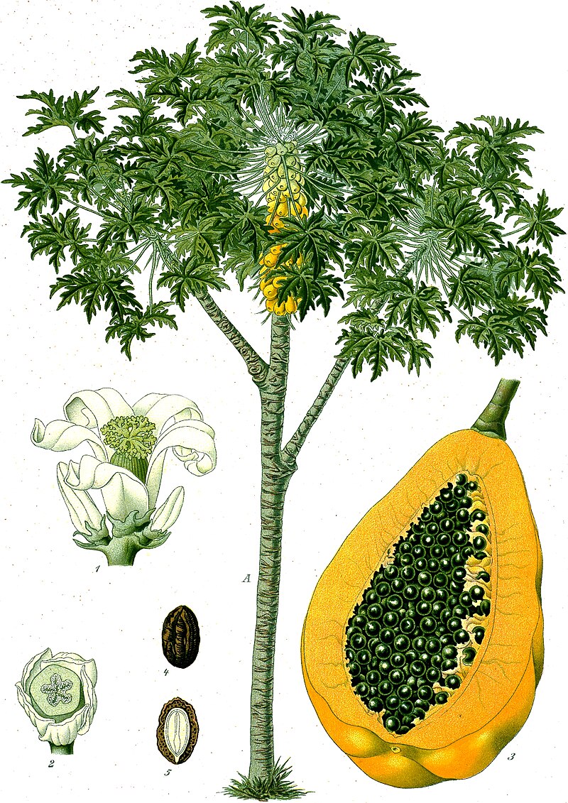 Papaya (Carica papaya "cauca") | plante