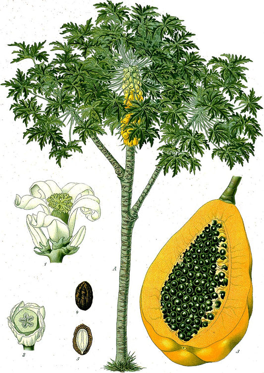 Papaya (Carica papaya "cauca") | plante