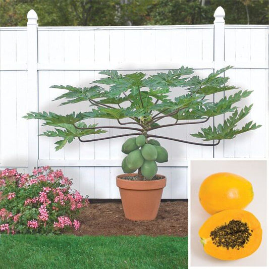 Amerikansk Dværg Papaya (Carica papaya) | plante