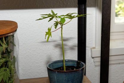Gul Papaya (Carica papaya) | plante