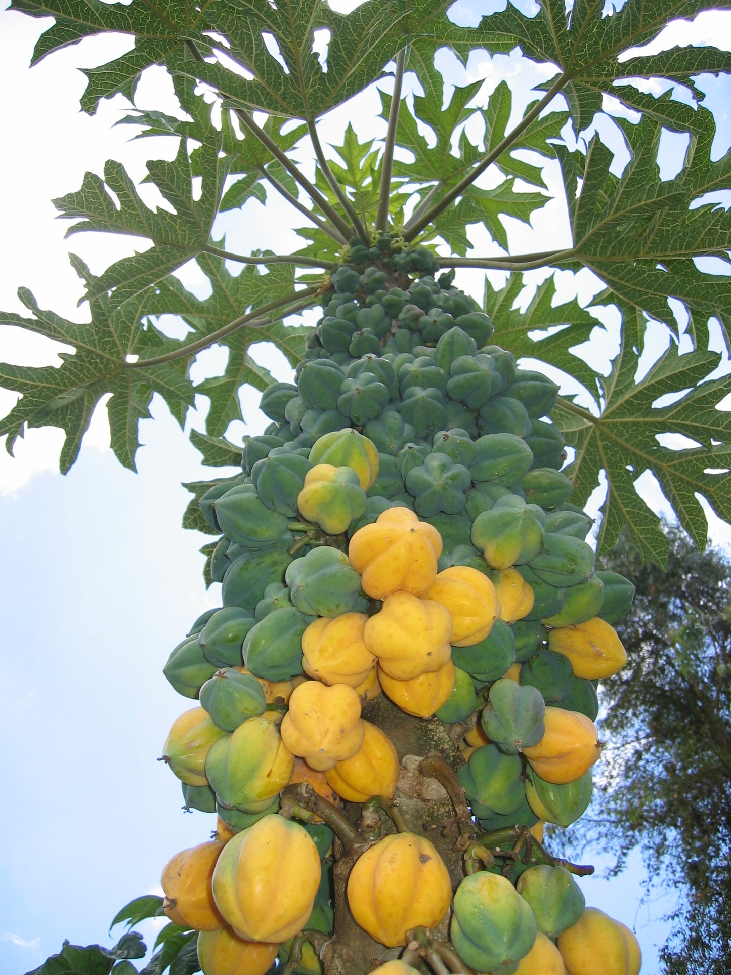 Bjerg Papaya træ fyldt med frugter (Carica pubescens)