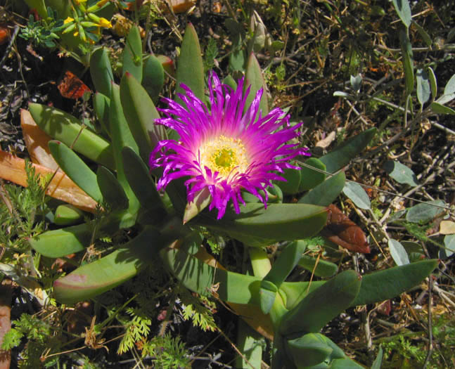 Hottentotfigen (Carpobrotus chilensis) i blomst