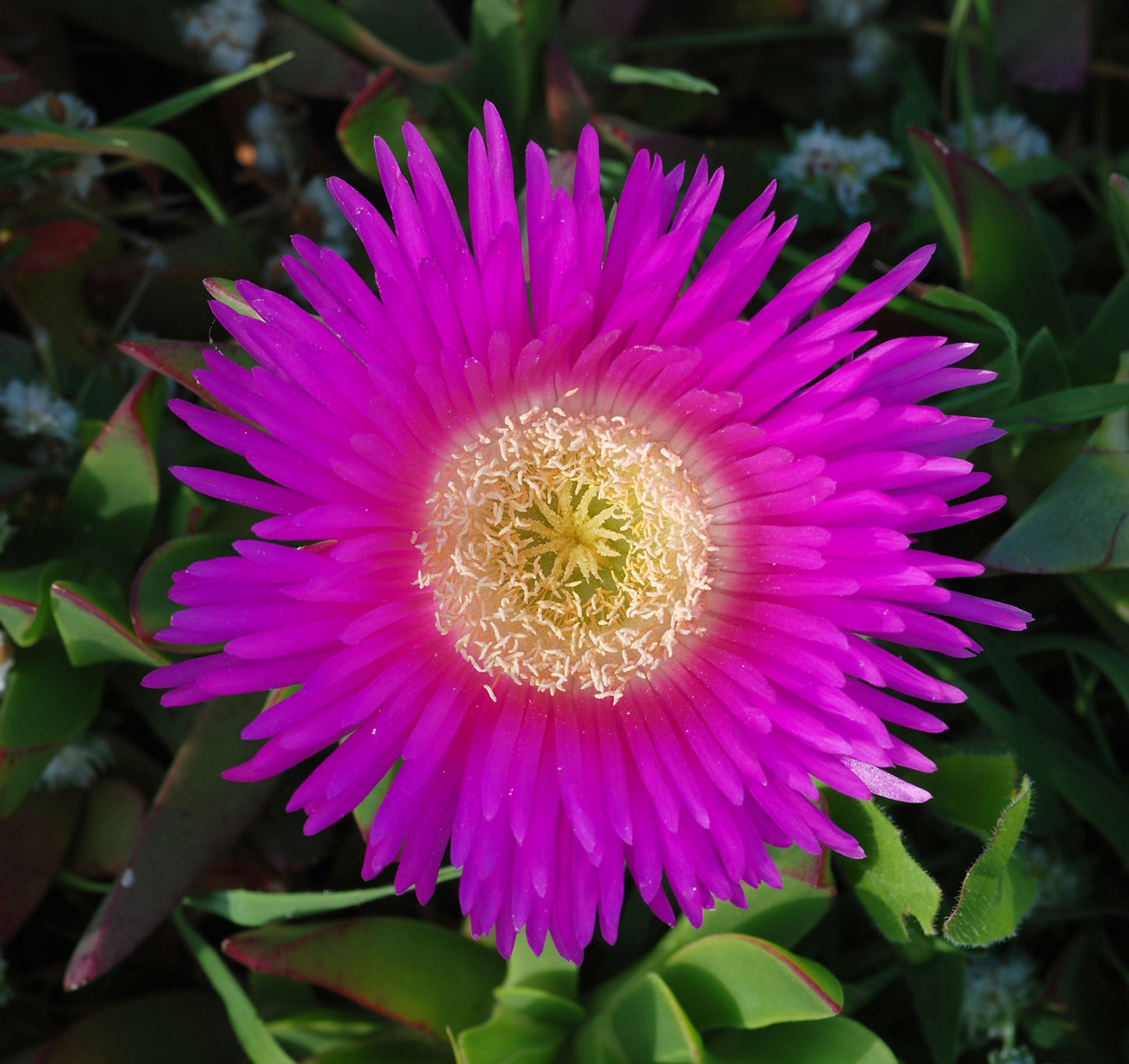 Nærbillede af den flotte blomst af Hottentotfigen (Carpobrotus chilensis)