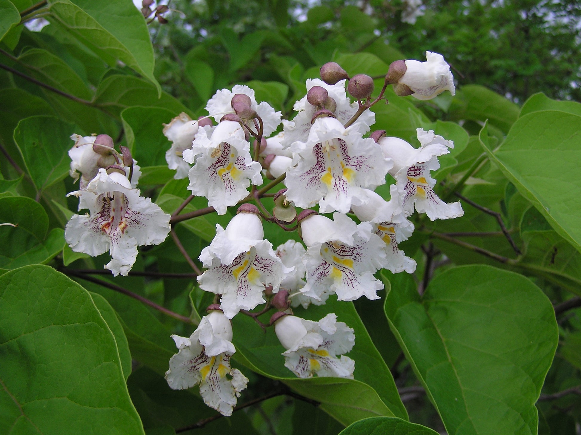 Blomsterne fra Almindelig trompetkrone (Catalpa bignonioides)