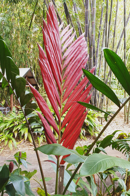Det nye ekstraordinære røde blad hos Flammepalmen (Chambeyronia macrocarpa)