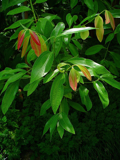 Kanel (Cinnamomum verum) træet