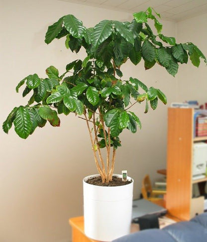 Kaffetræ (Coffea arabica) som flot potteplante