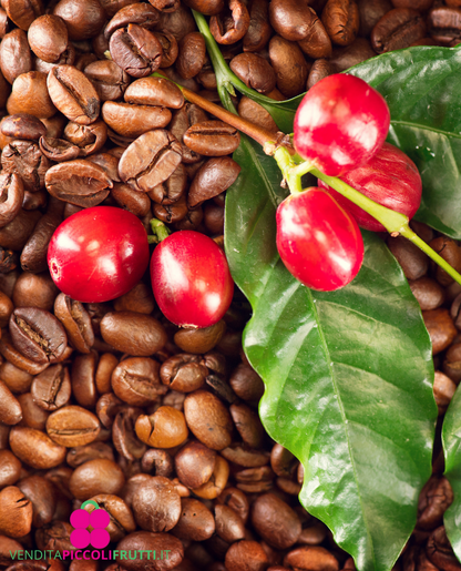 kaffebønner og friske kaffebær