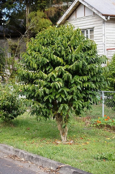 Kaffetræ (Coffea arabica) som flot busk i en have