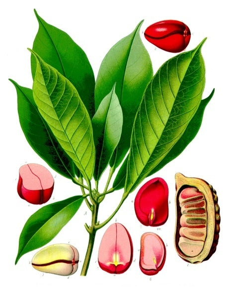 Colanød (Cola nitida) | frø, 1 stk.