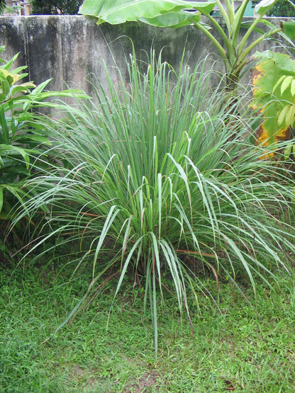 Flot eksemplar af Citrongræs (Cymbopogon citratus) i en have