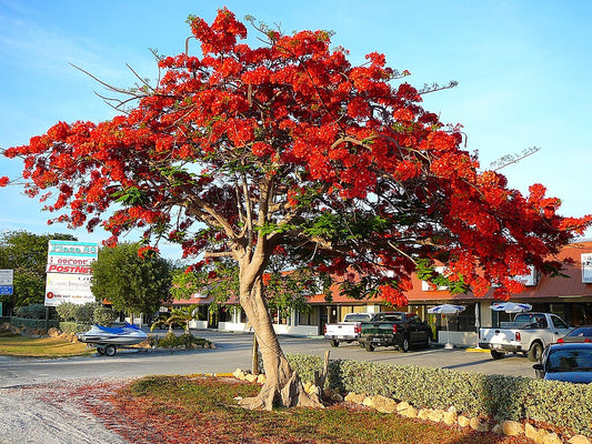 Smukt blomstrende Flammetræ (Delonix regia)