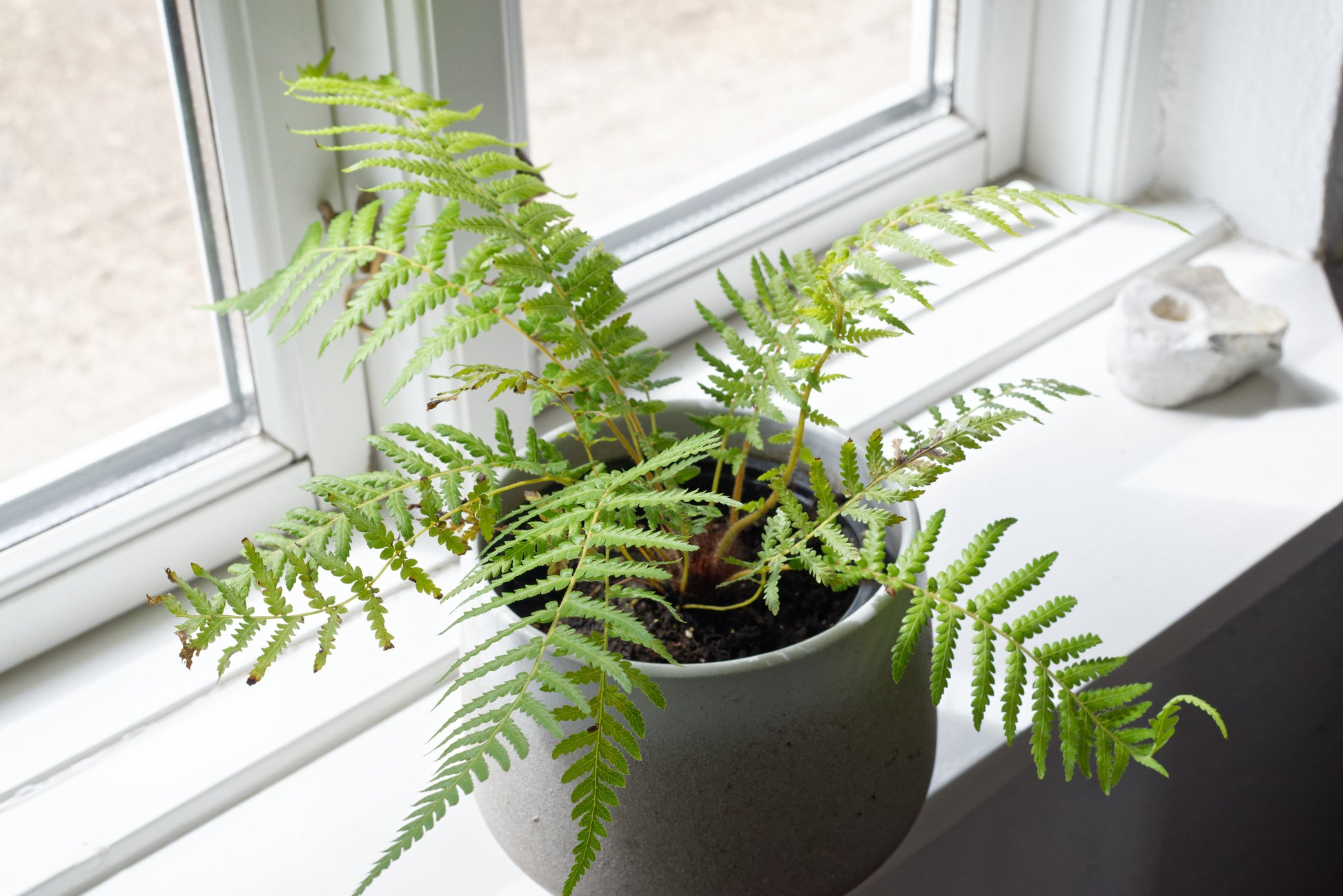 Lille plante af Tasmansk træbregne (Dicksonia antarctica)