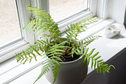Lille plante af Tasmansk træbregne (Dicksonia antarctica)