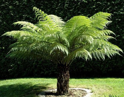 Tasmanischer Baumfarn (Dicksonia antarctica) | Pflanze