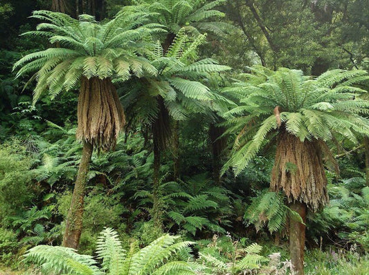 Store flotte eksemplarer af gylden træbregne (Dicksonia fibrosa)