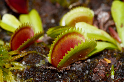 Nærbillede af den savtakkede fælde hos Venus fluefanger (Dionaea muscipula "sawtooth")