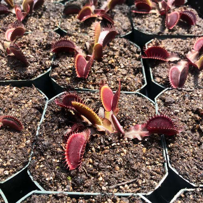 Røde varianter af Venus flufanger (Dionaea muscipula)