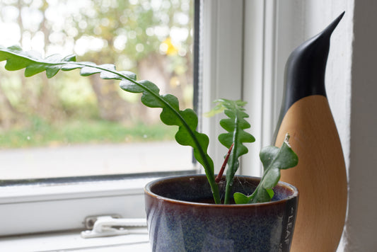 Lille Fiskebenskaktus (Disocactus anguliger) i en vindueskarm