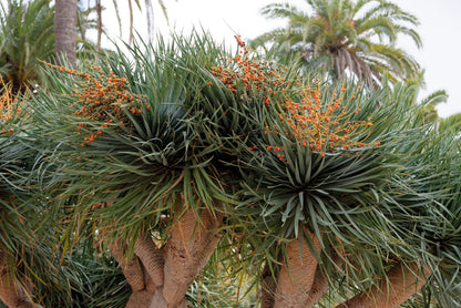 Smukt Drageblodstræ (Dracaena draco) med frugter