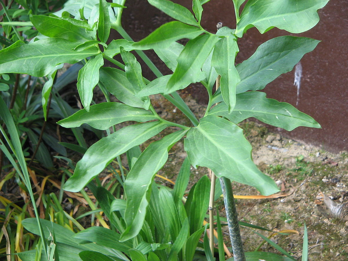 Slangelilje (Dracunculus vulgaris) blade