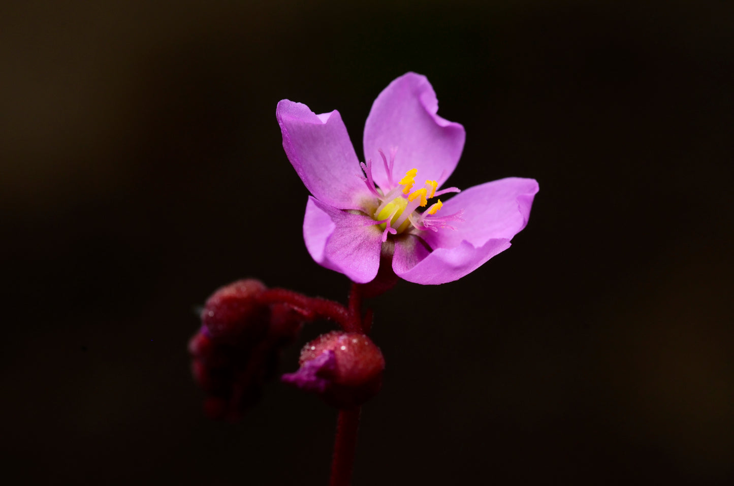 Den meget smukke lilla blomst af Alice soldug (Drosera aliciae)