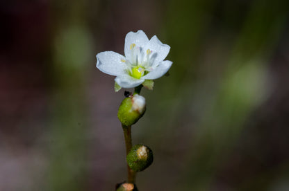 Nærbillede af den hvide blomst hos Langbladet Soldug (Drosera anglica)