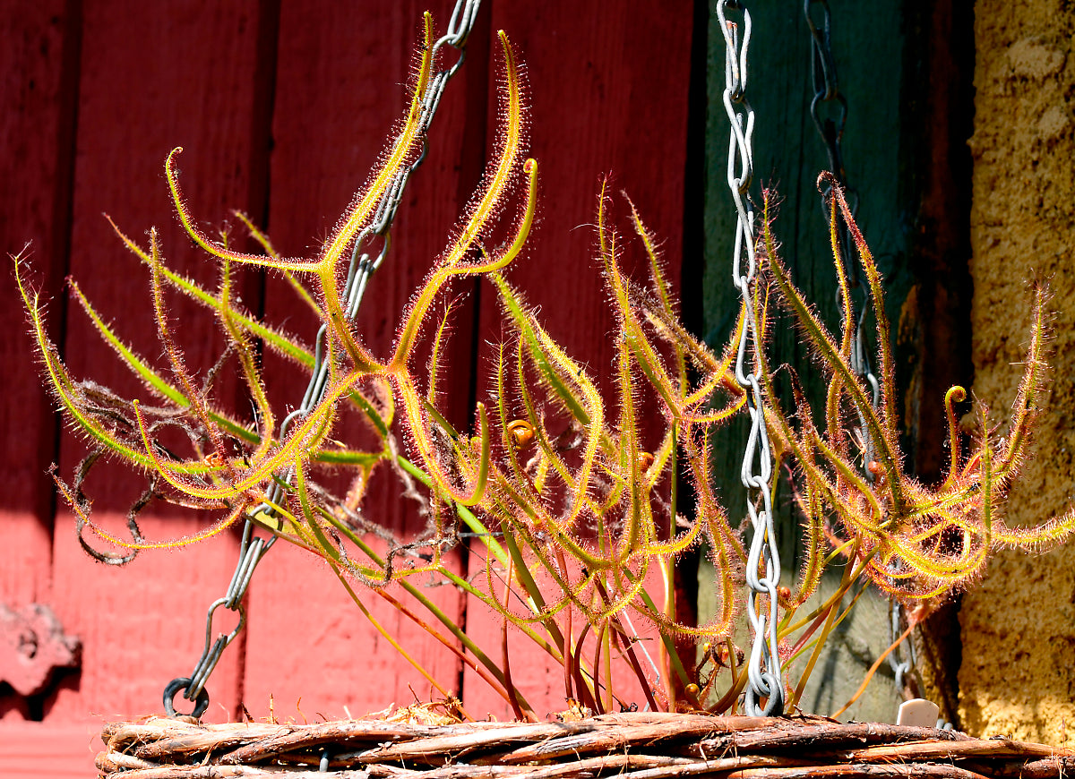 Gaffelgrenet soldug (Drosera binata) plante i en hængepotte
